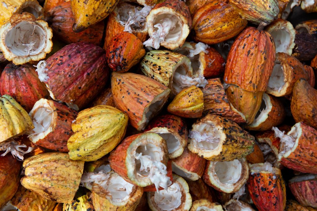 cacao-fruit