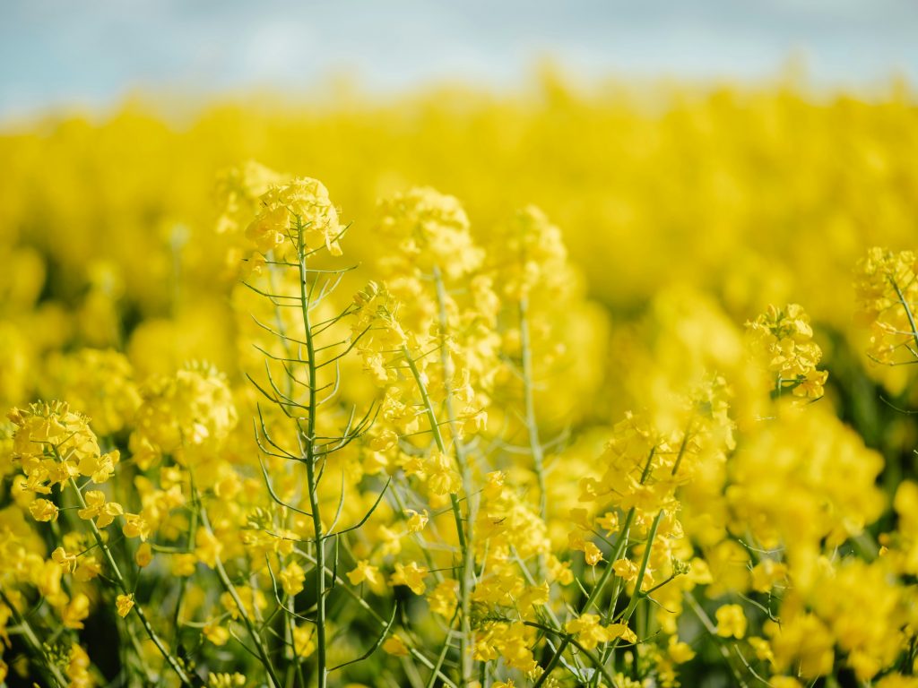 rapeseed-flower