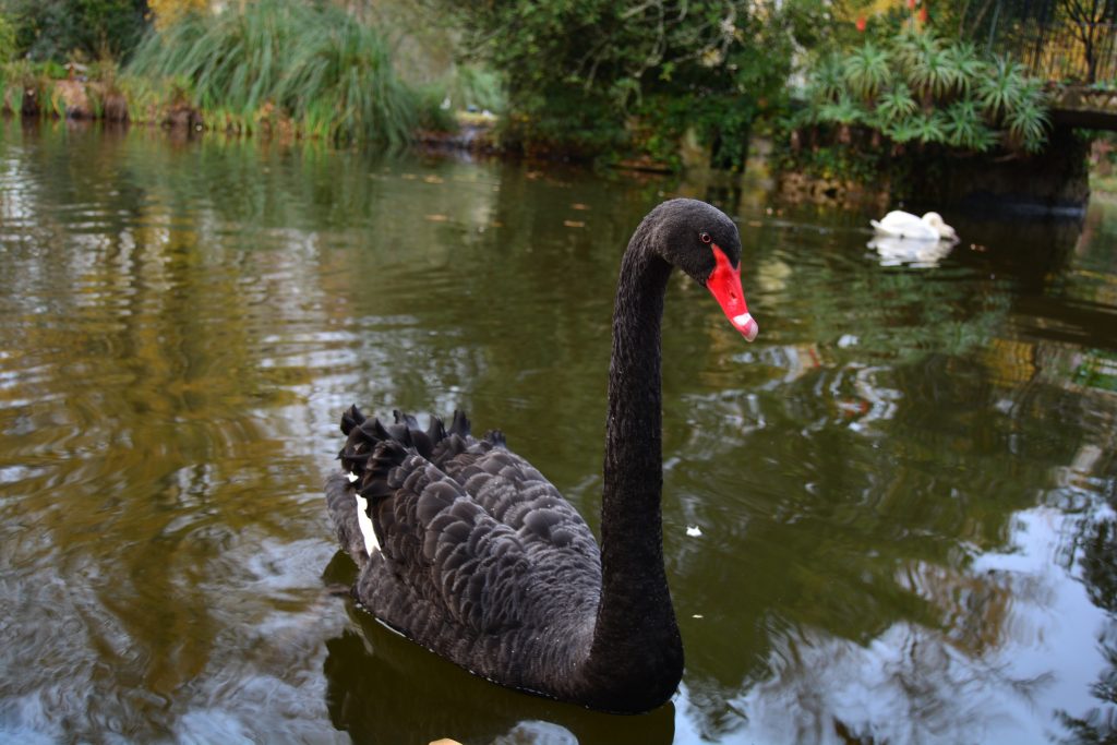 Selvrespekt Plys dukke Stillehavsøer How to prepare for Black Swan events? - Agiboo