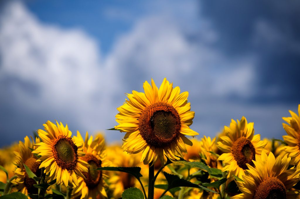 sunflowers-oilseeds