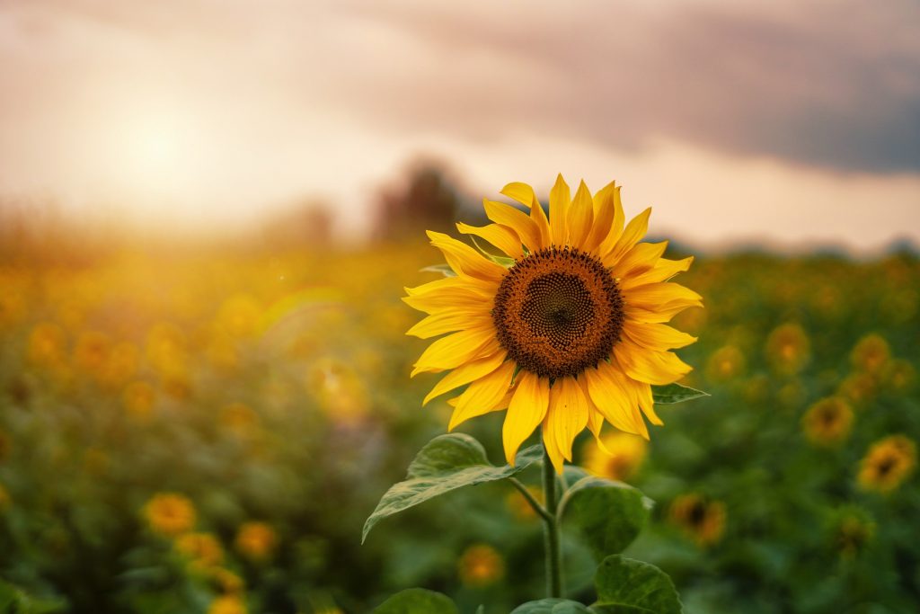 sunflower-in-a-field