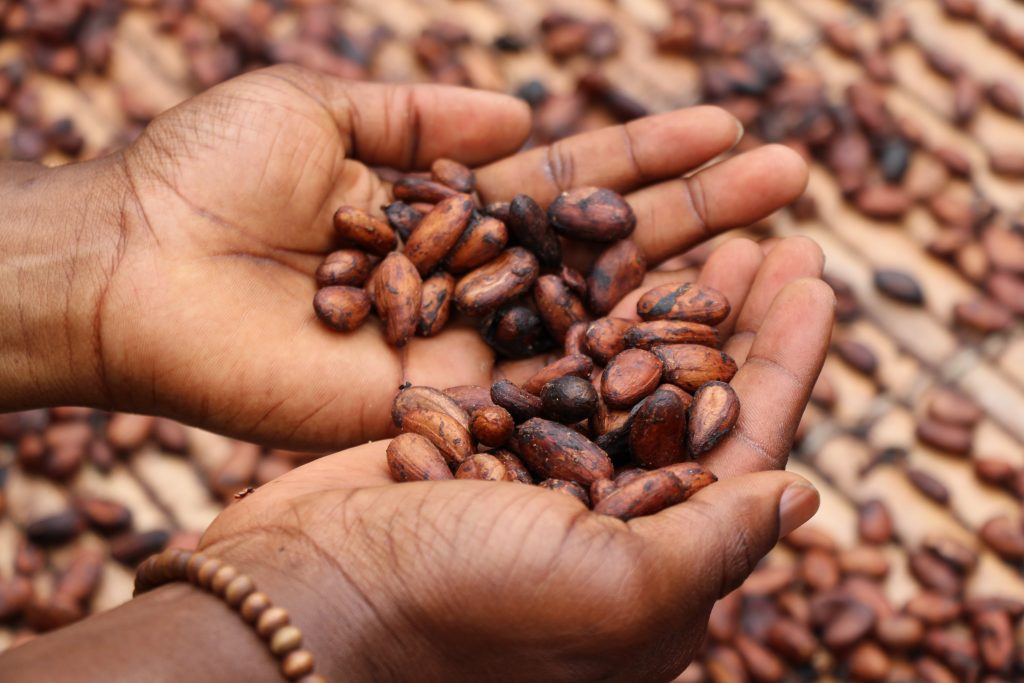 cocoa-beans-in-hands