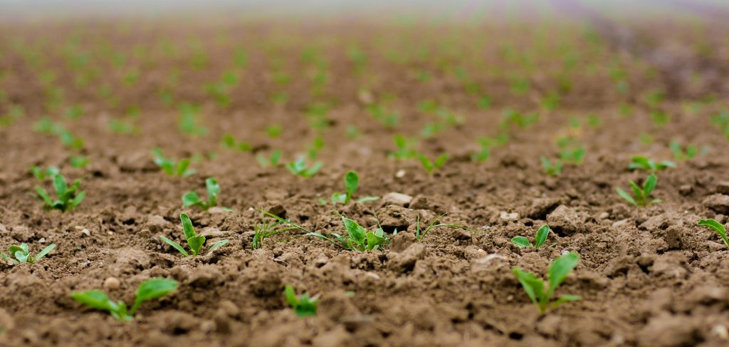 sugar-seedlings