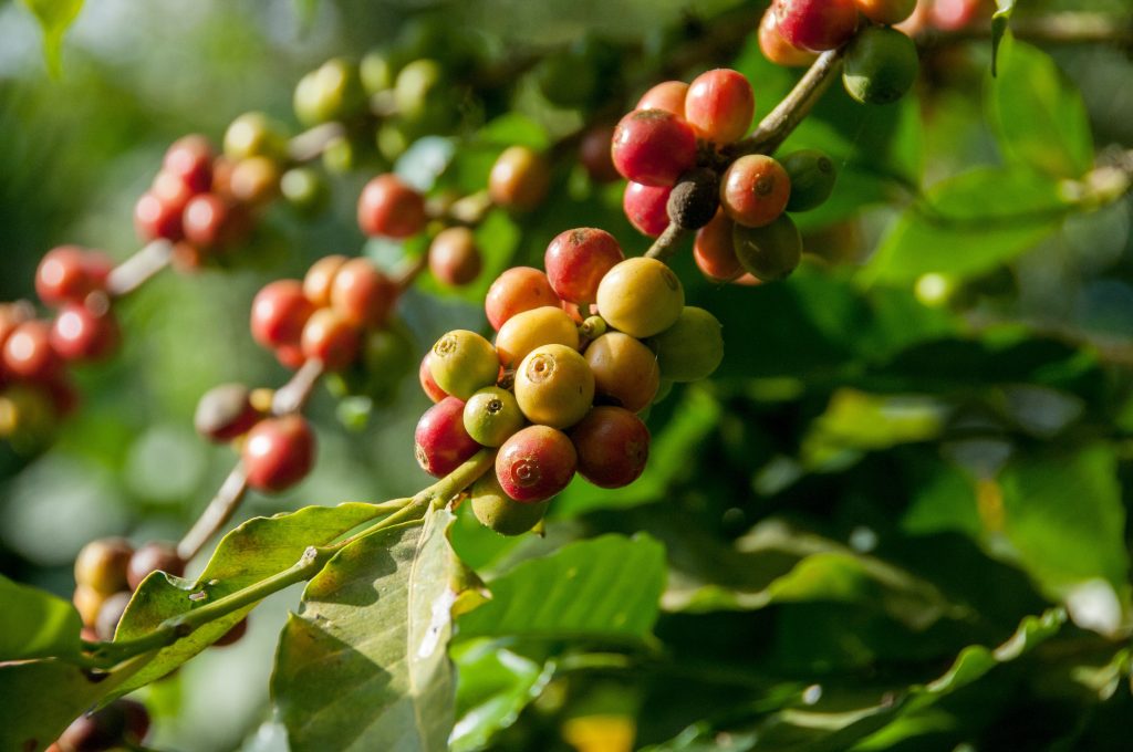 coffee-is-a-fruit