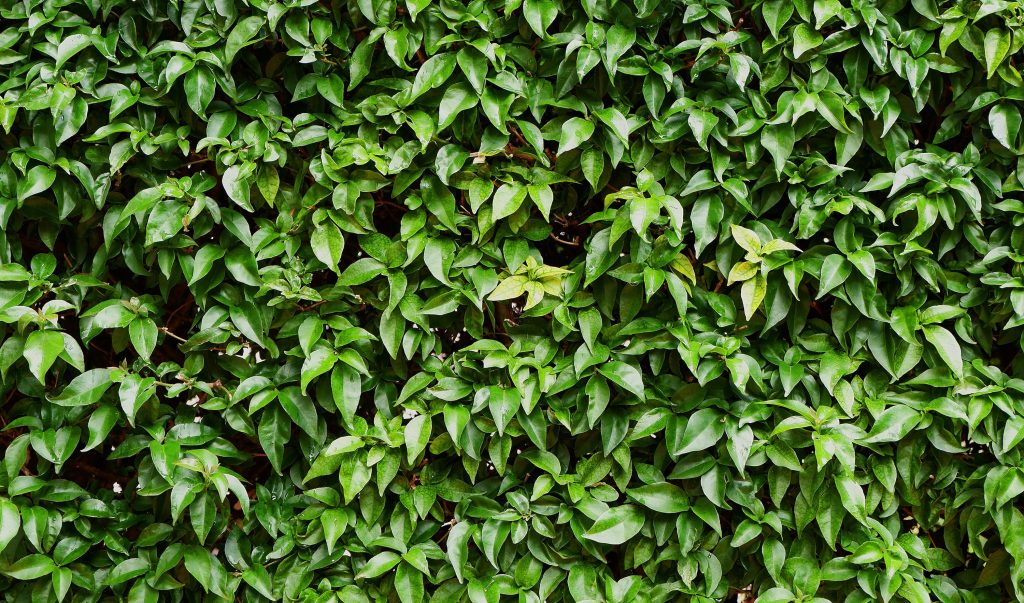 hedging-green