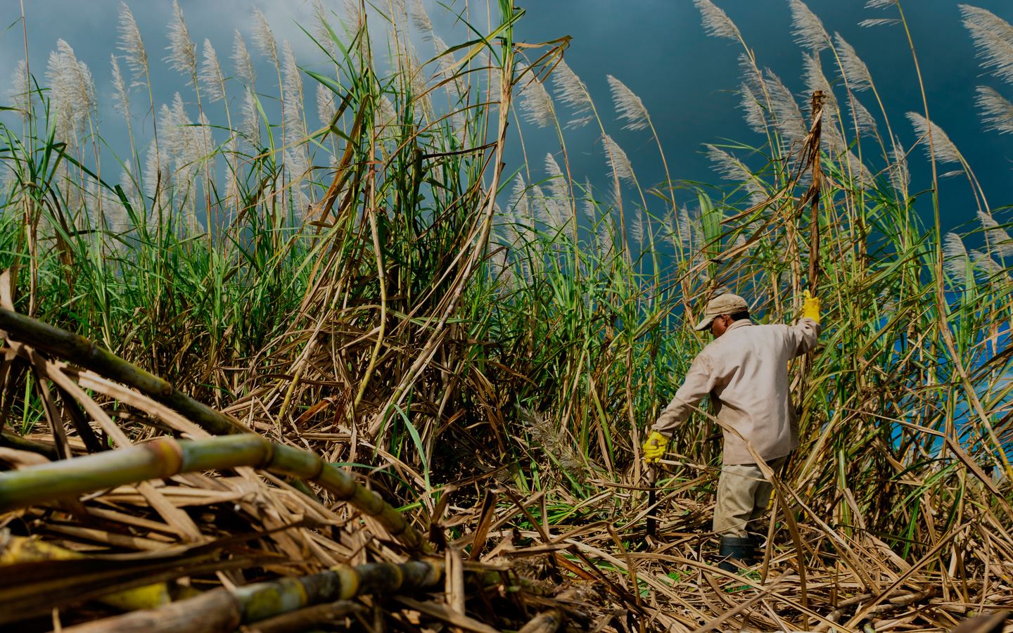 Сахарный тростник сбор. Гватемала сахарный тростник. Поле сахарного тростника. Уборка сахарного тростника на Кубе. Срезание сахарного тростника.
