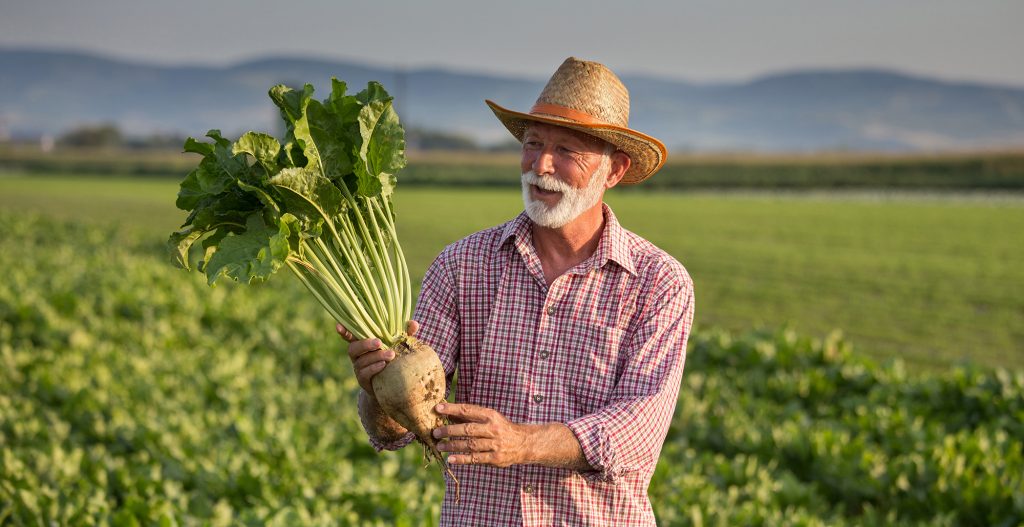 Farmer with sugar beet in field