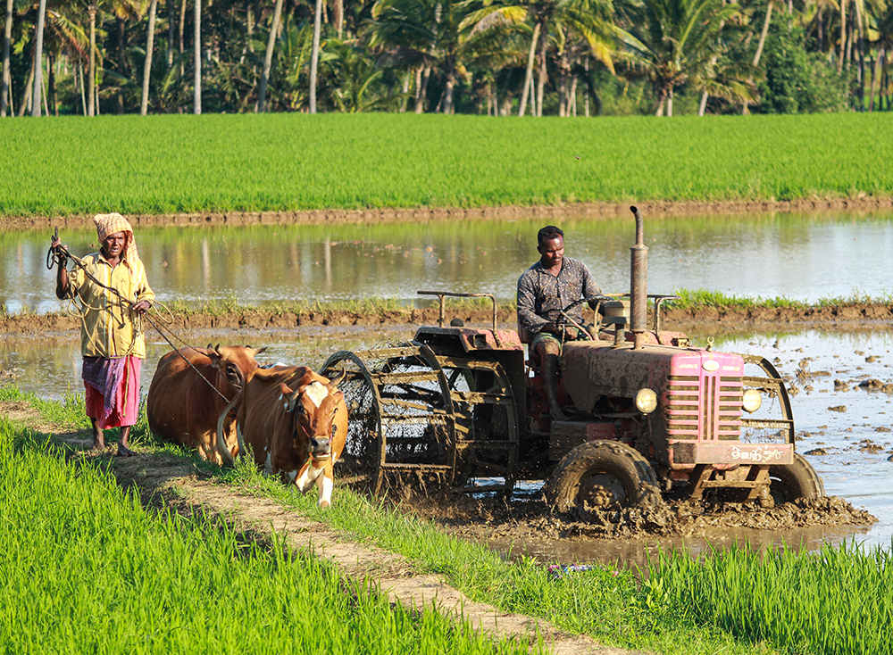 agricultural-field