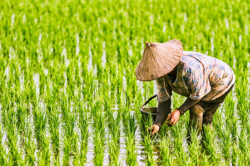 woman-in-ricefield-ctrm