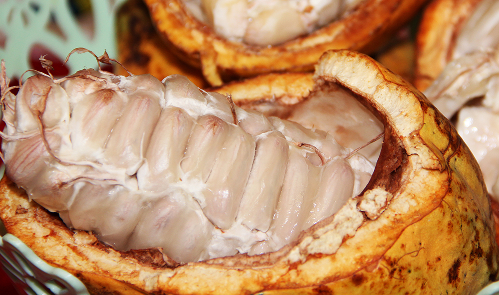 yellow cocoa fruit has been opened and the raw beans can be seen up close.
