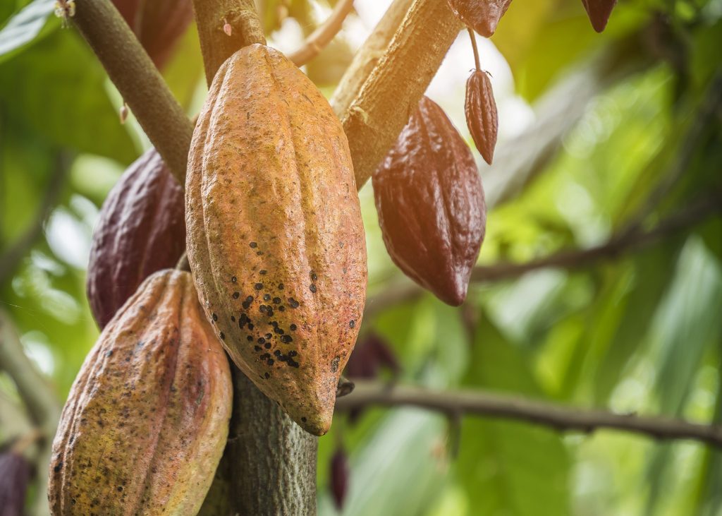 Cocoa beans