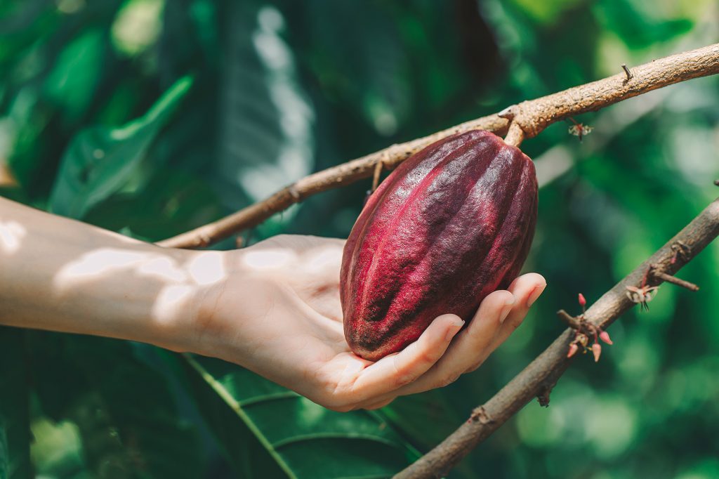 treegether cocoa tree cocoa bean hand hold cocoabean