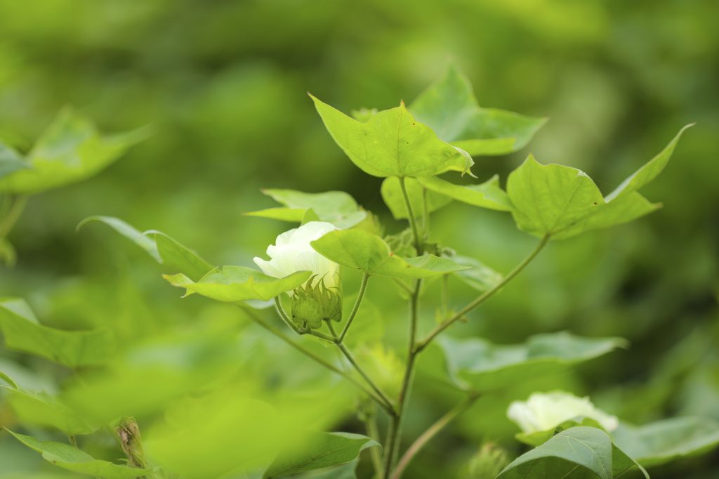 cotton-flower-in-field