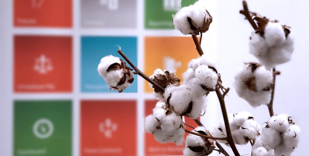 cotton flowers