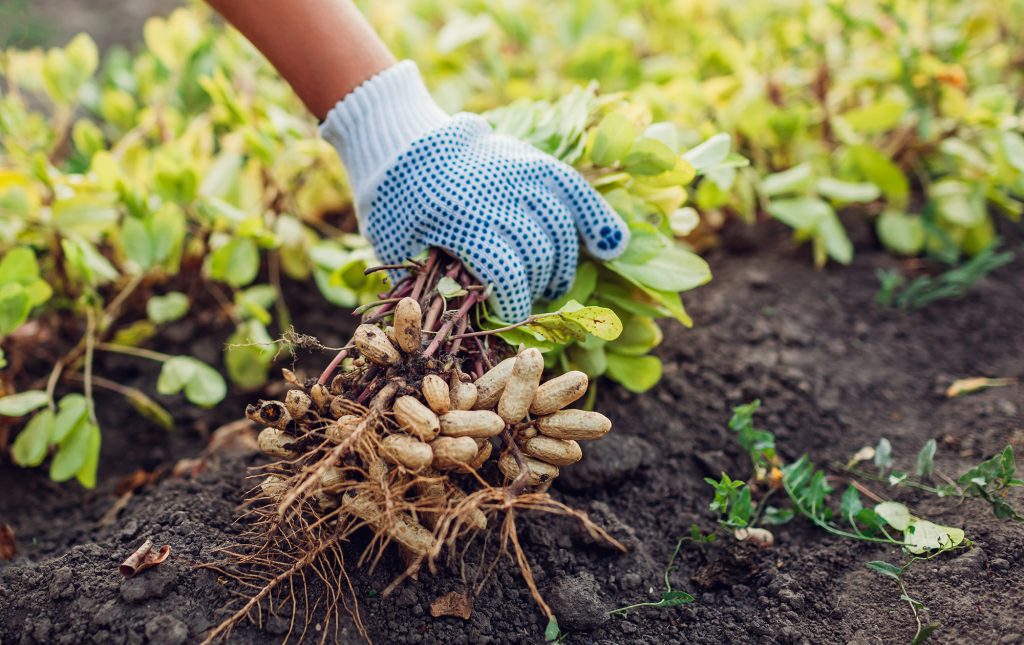 peanut-farming