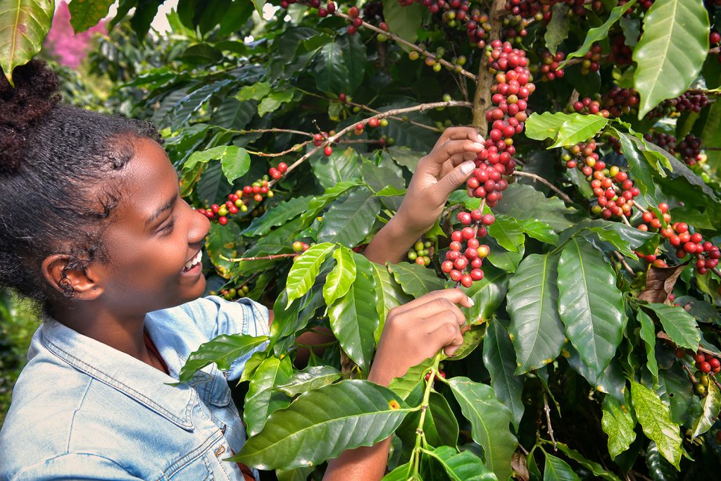 coffee rust