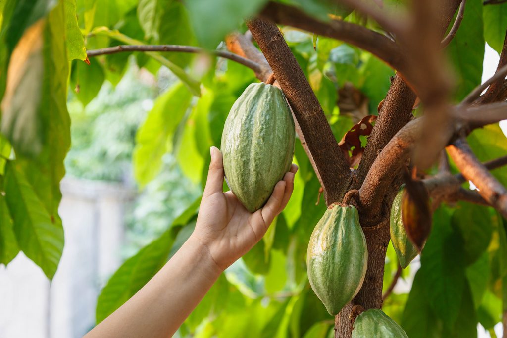 cocoa-pods-in-hand