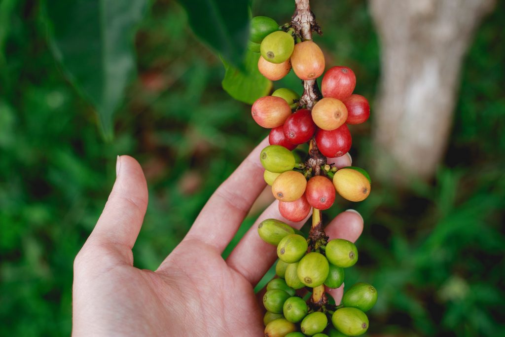 coffee-beans