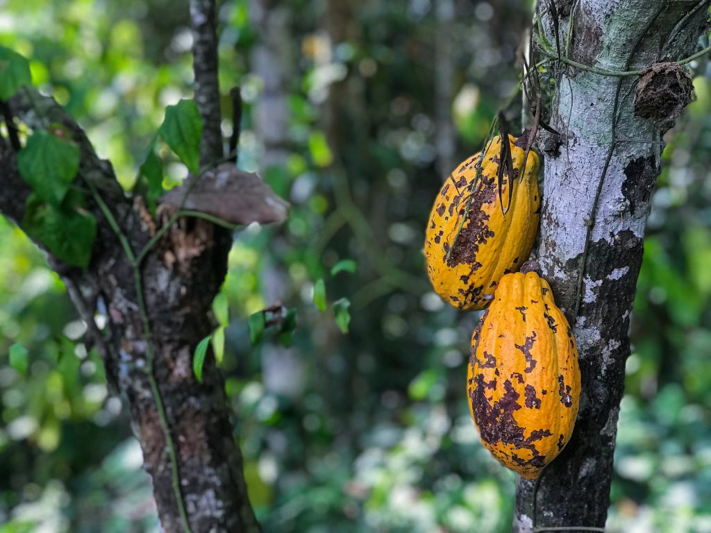 cocoa-pods