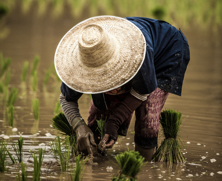 woman-in-ricefield
