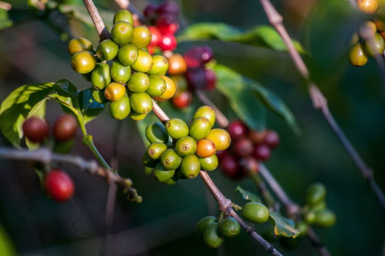 coffee-cherries