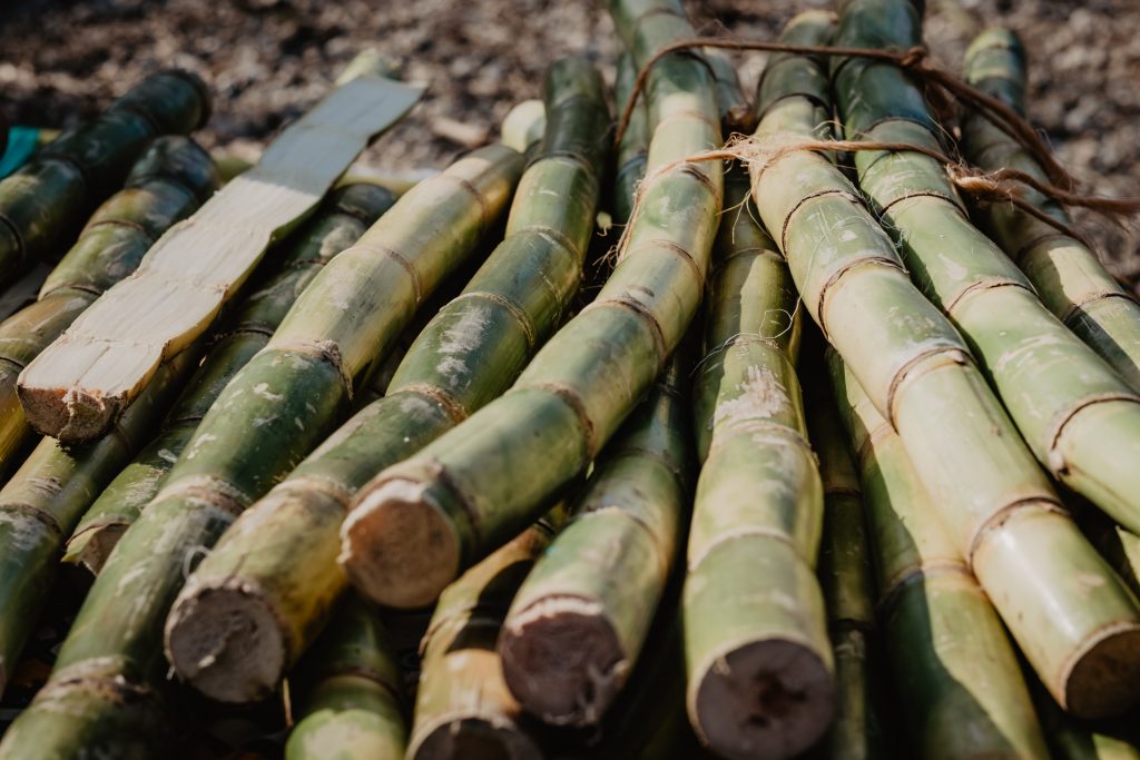 sugar-cane