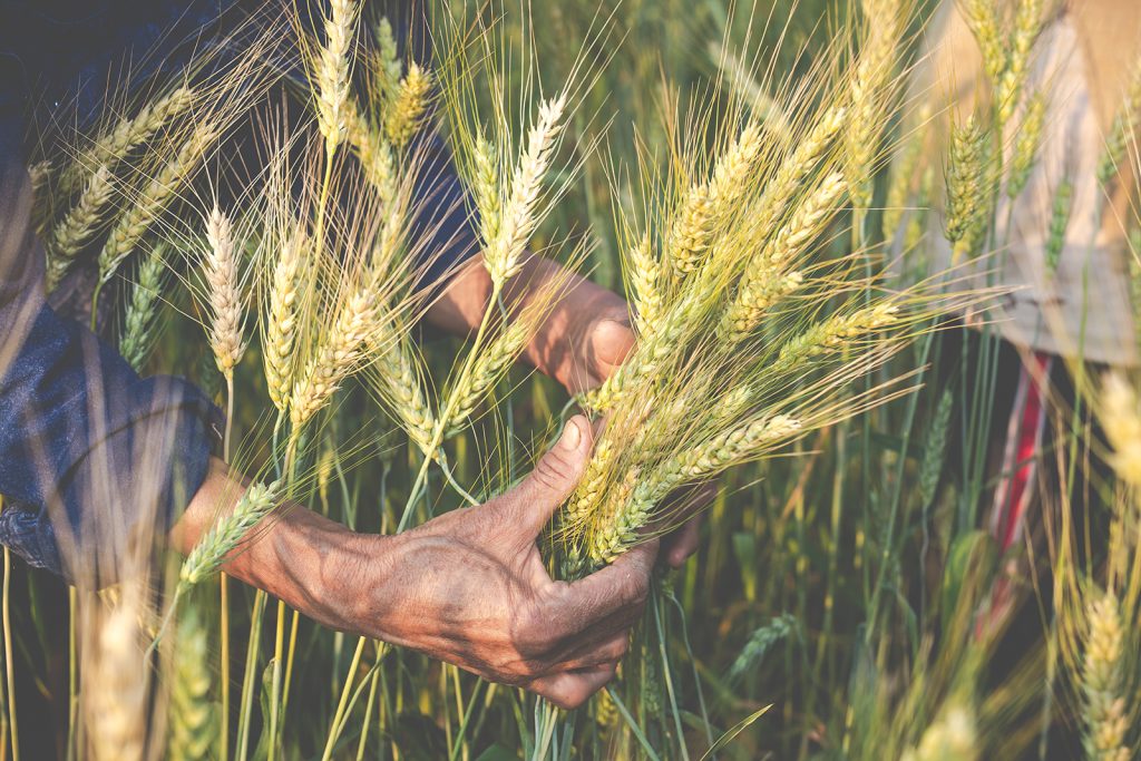 Grains farming