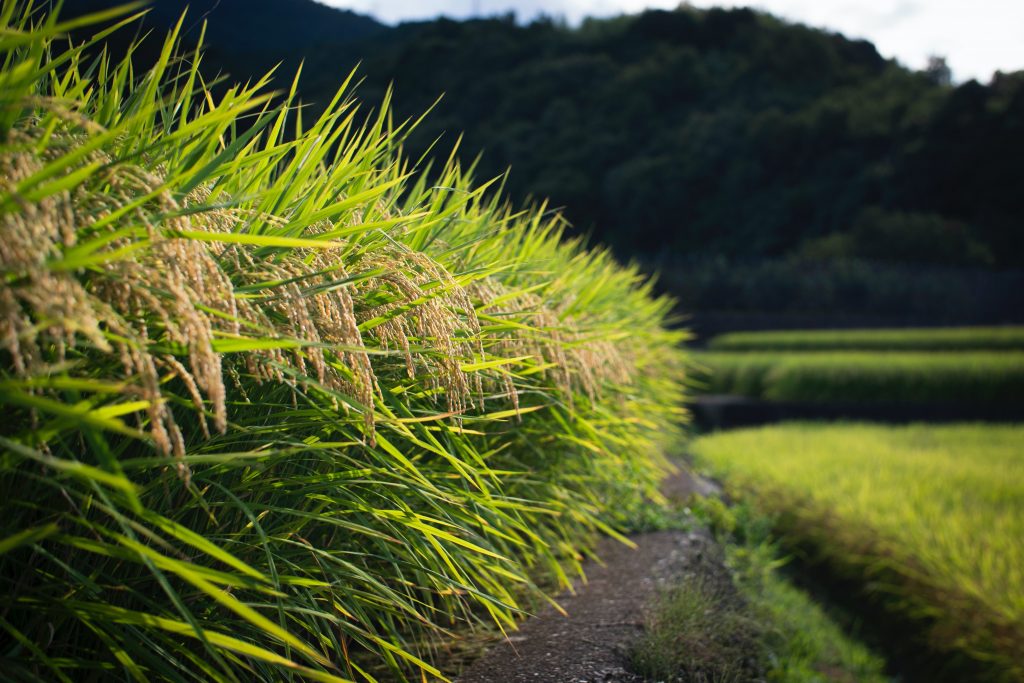 rice-crop