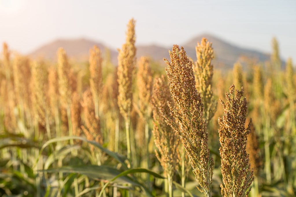 Sorghum is a very diverse grain indeed