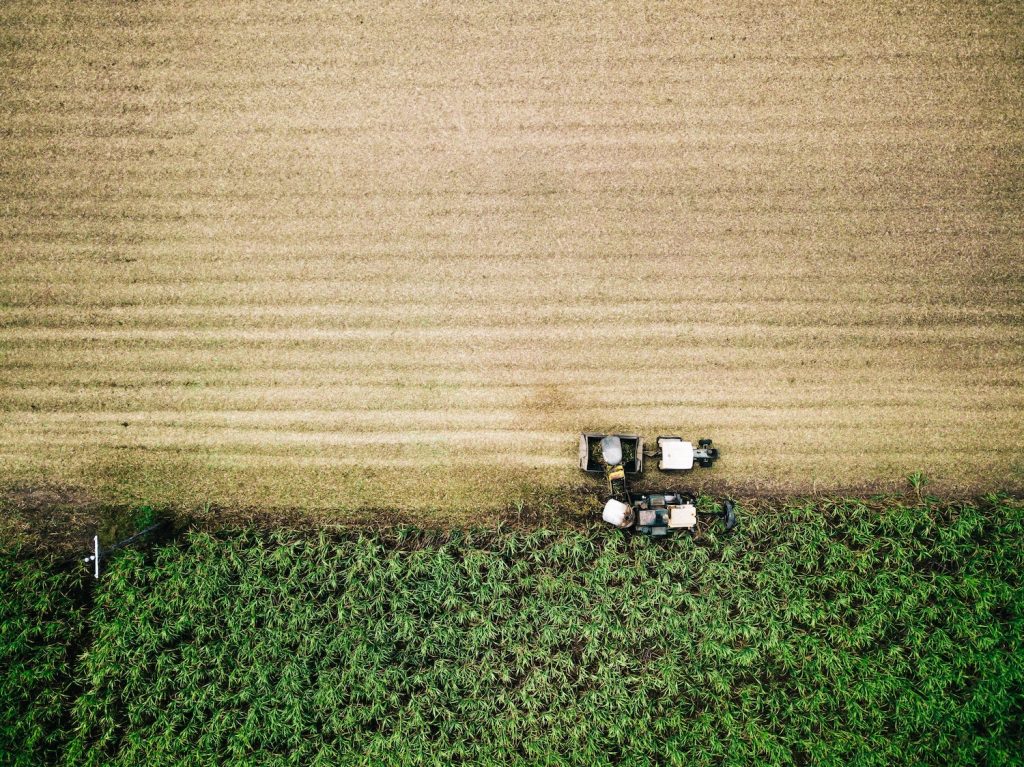 sugar-cane-field