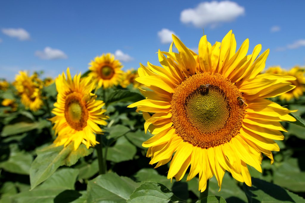sunflowers-in-ukraine
