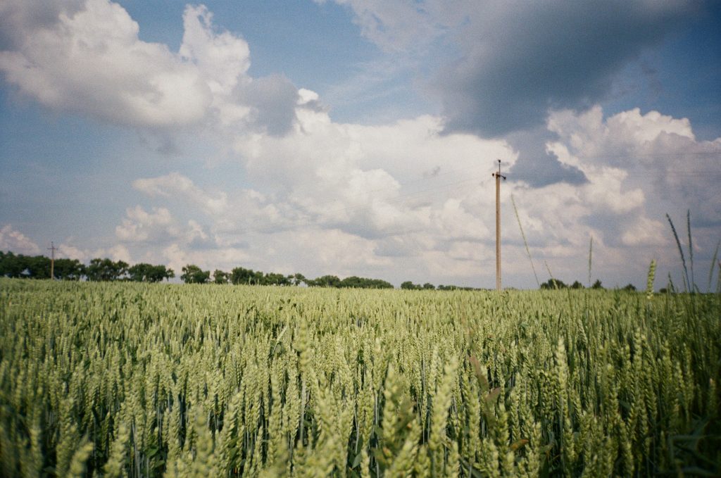 grain-field