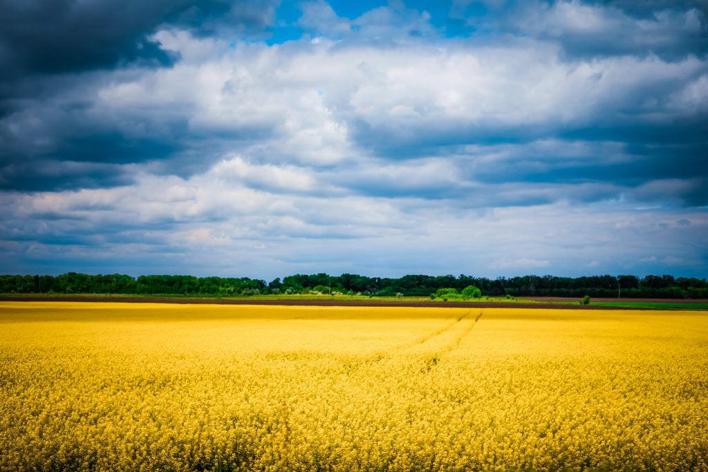 grain-field-in-ukraine