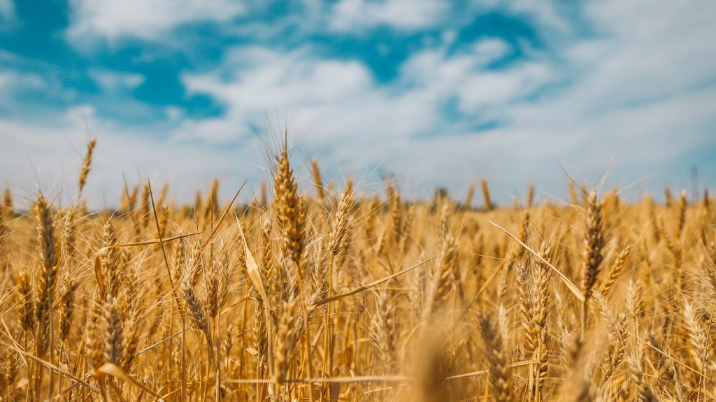 grain-in-ukraine