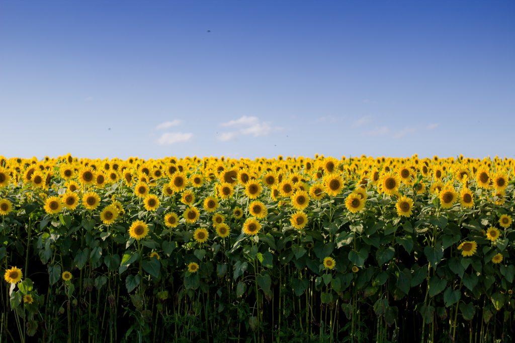 sunflower-field