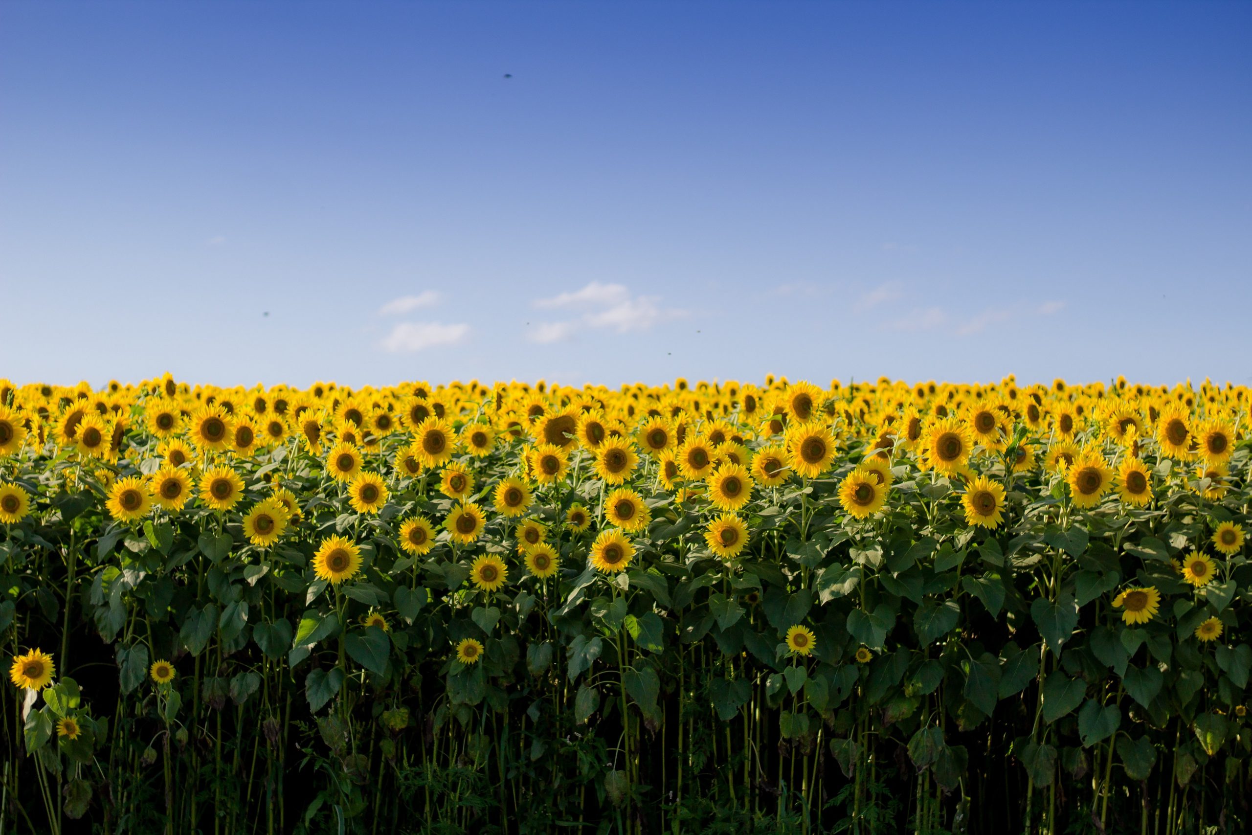 Everything you need to know about sunflower oil