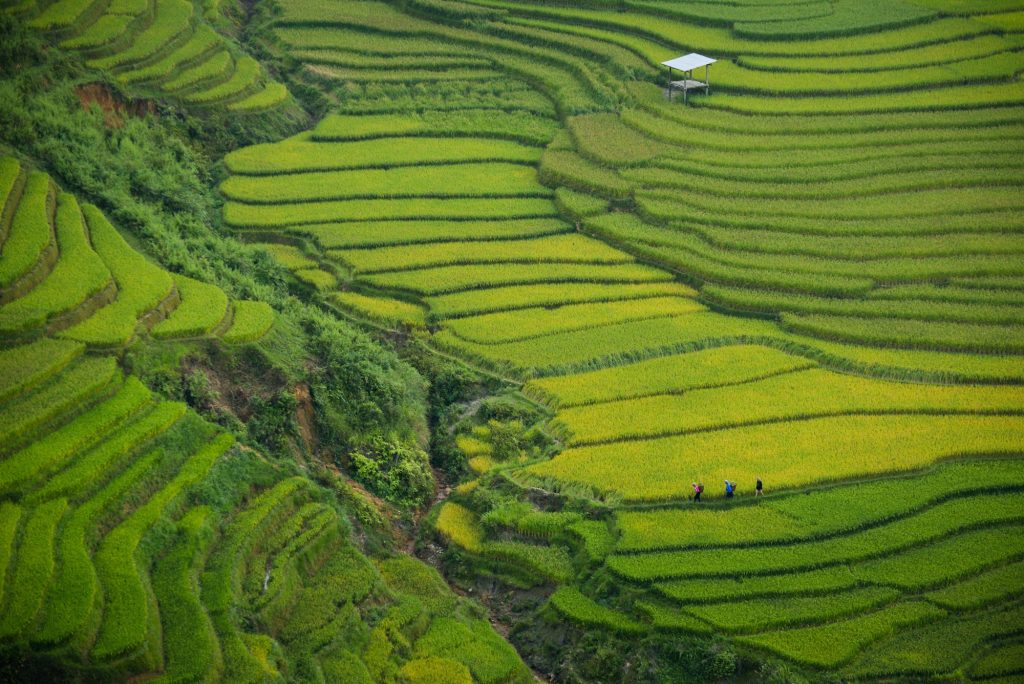 rice-field-terrace