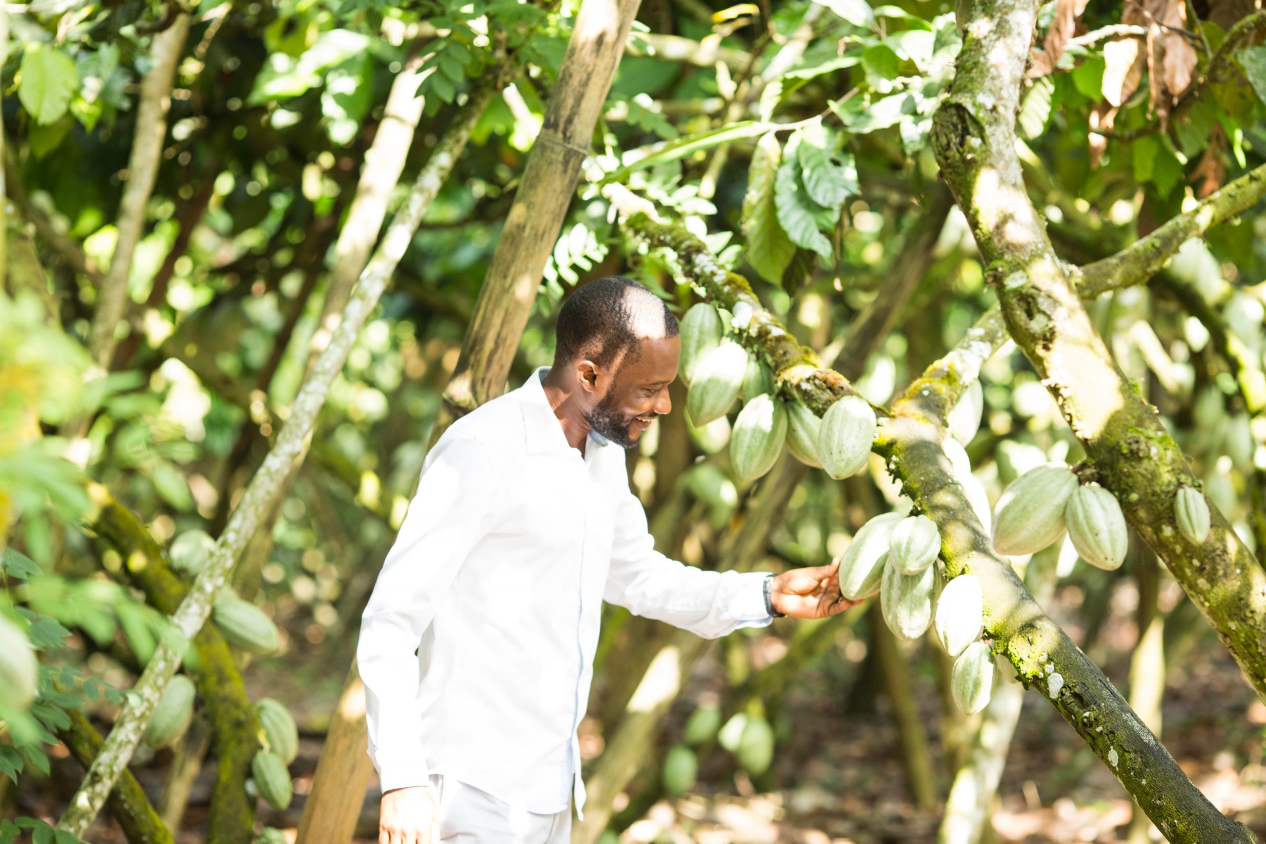 What we should know about the cocoa tree