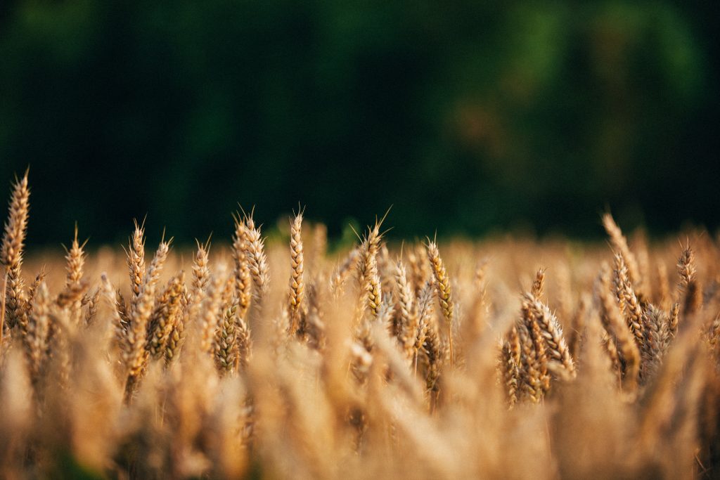 grains-header