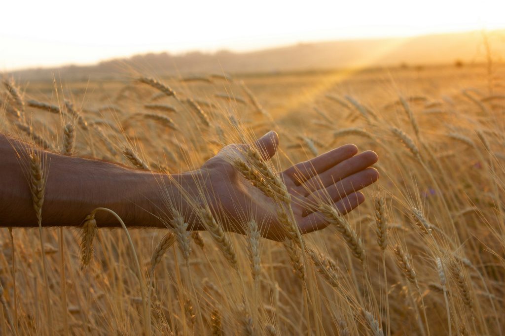 hand-in-grain