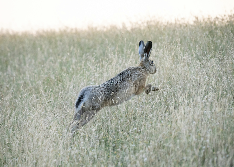 hare