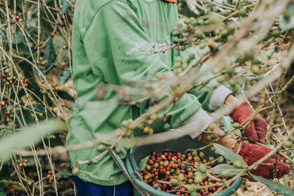 coffee beans