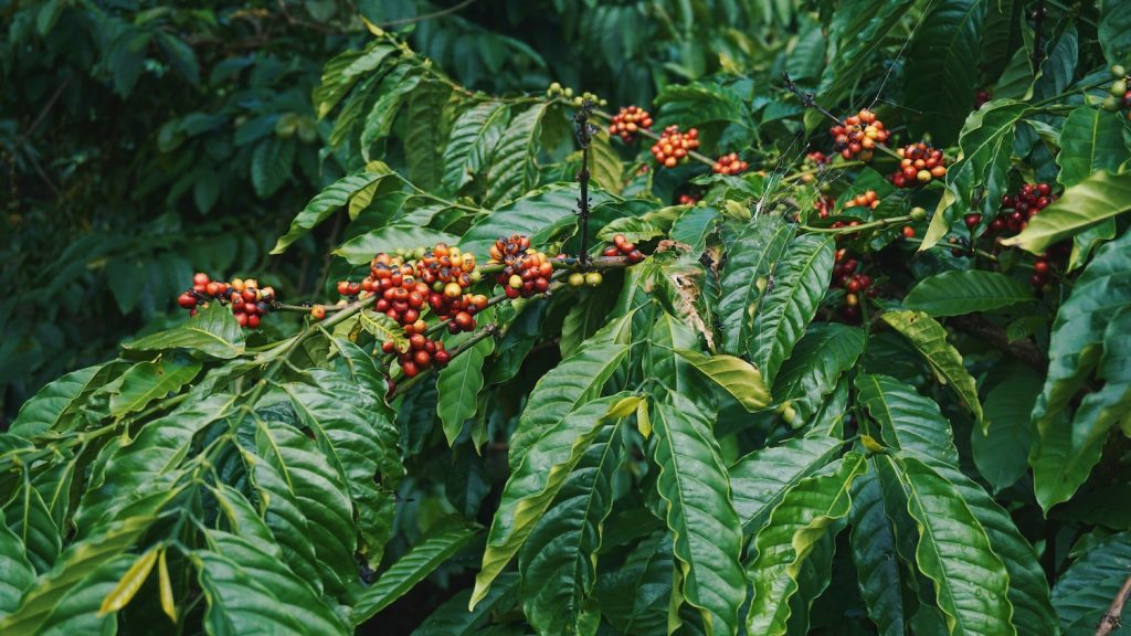 coffeeplant