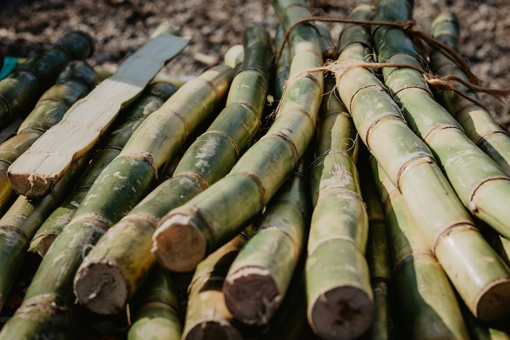 sugarcane