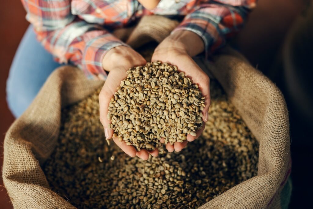 arabica coffee