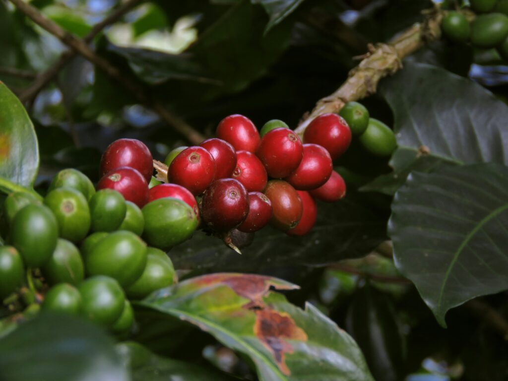 coffee-plant