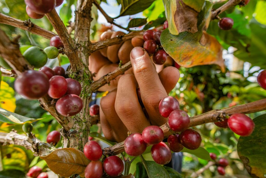 coffee-plant