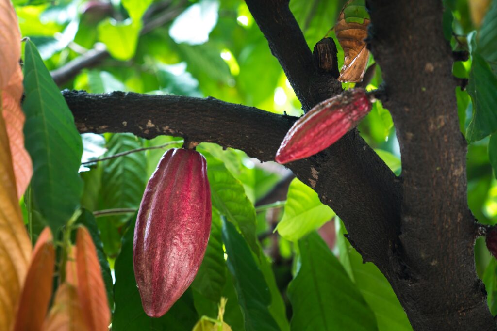 cocoa-fruit