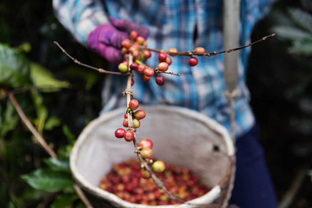 coffee-farmer