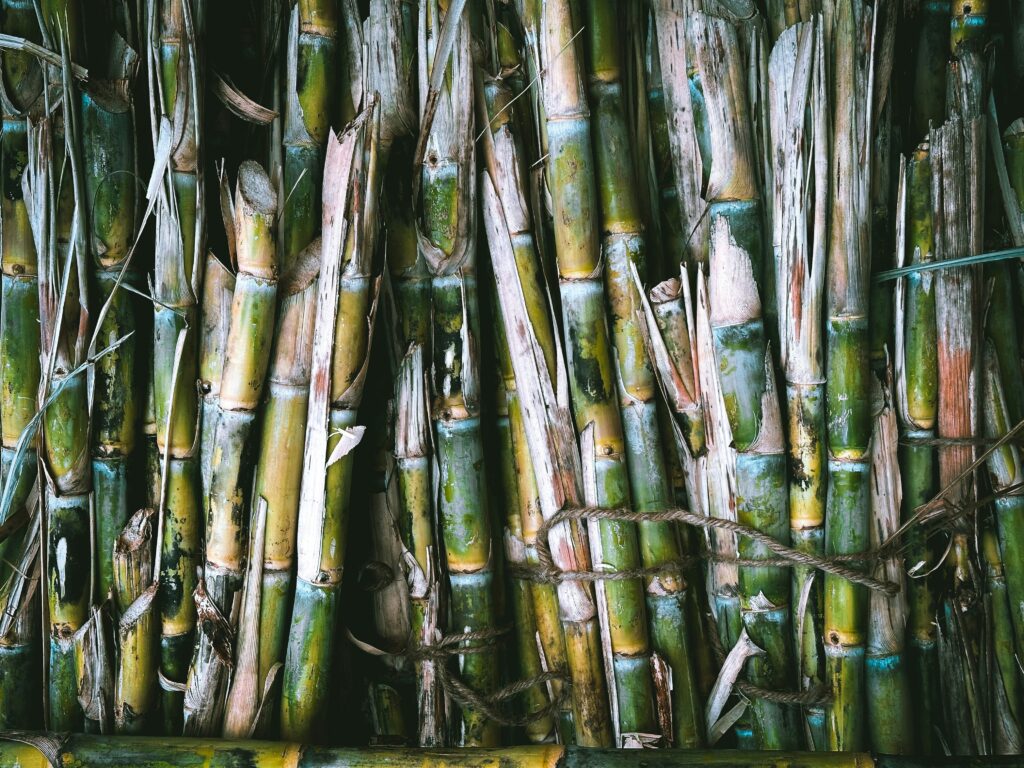 sugar-cane
